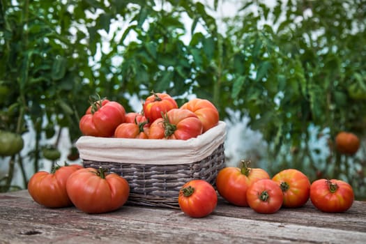 Vegetables, Tomatoes,  on desk in garden