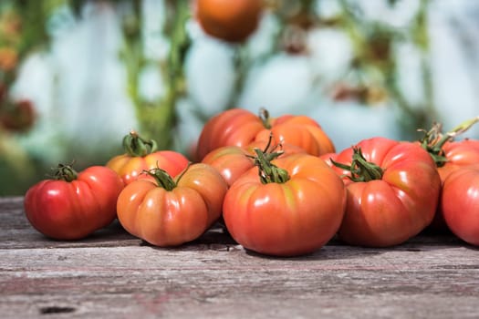 Vegetables, Tomatoes,  on desk in garden