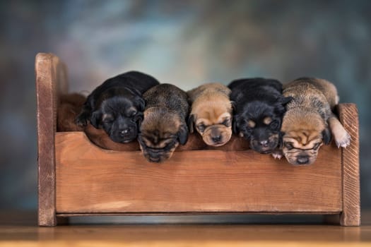 The dogs sleep on a wooden bed