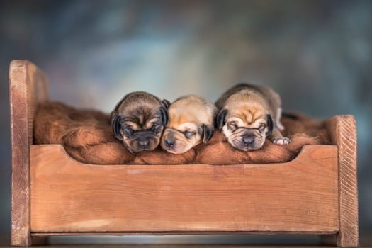 The dogs sleep on a wooden bed