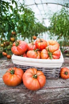 Vegetables, tomatoes on wooden desk