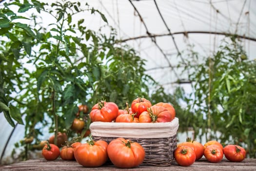 Vegetables, tomatoes on wooden desk