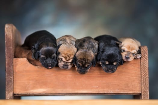 The dogs sleep on a wooden bed