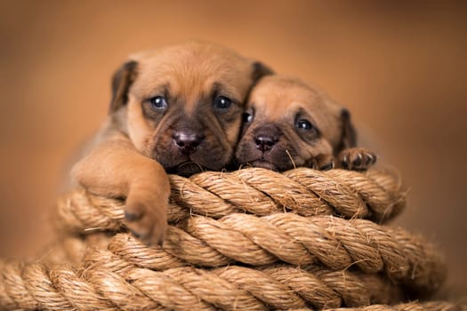 Little dog on a sailing rope