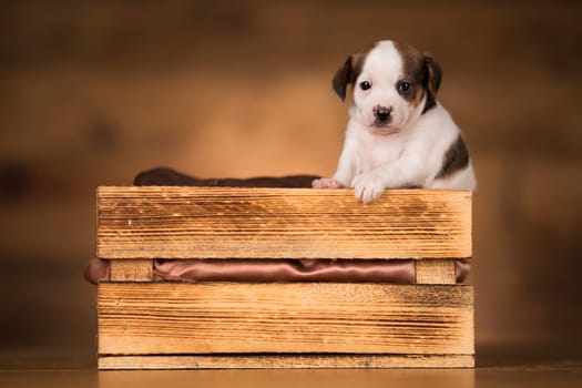 Dog in a wooden crate