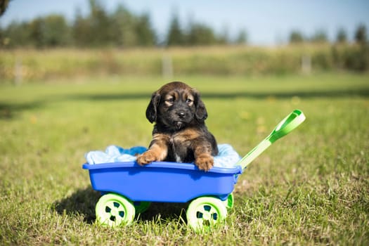 Cute dog in a toy wagon on the grass