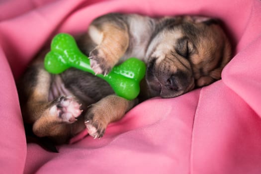 Dog sleeps with a rubber bone on a pink blanket