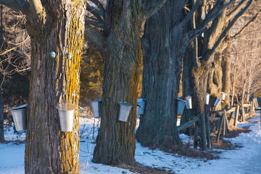 Sap buckets hang from a sugar maple tree.  It takes 40 gallons of sap boiled down to one gallon to make maple syrup.  The quality sap runs when the day temperture is above 32f and the night temp,is below 32f.
