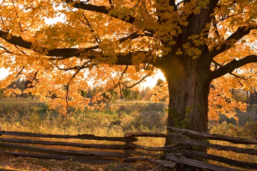 Sugar Maple in Grand Isle, Vermont.
