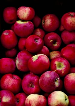 Apples