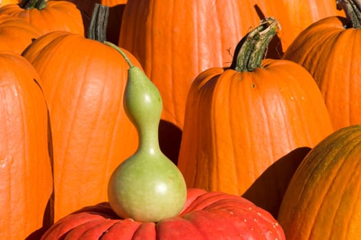 Pumpkins near Hanover NH