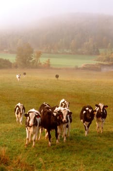 CURIOUS HOLSTEINS.