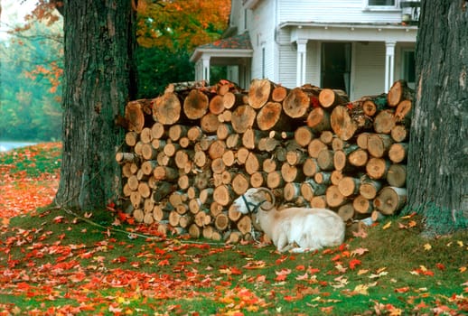 Resting goat in Jericho, Vermont