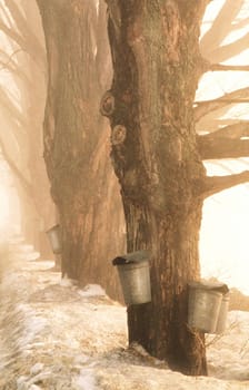 Maple syrup sap buckets hang from maple trees in Grand Isle,  Vermont, USA.  40 gallons of sap s boiled down to 1 gallon of syrup.  The season here is actually Spring.  Perfect days to collect sap is when the days are above 32f and the nights are below 32f.