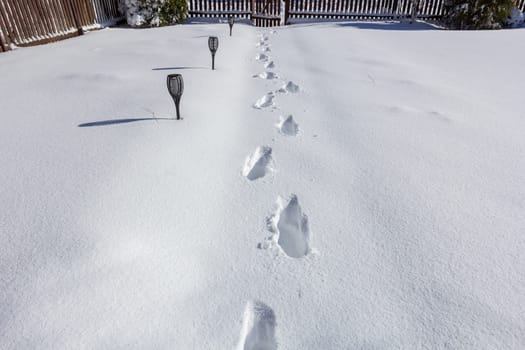 After a snowfall. Footprints in the snow on the yard path.