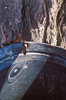 Sap Bucket