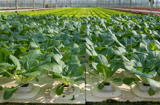 cultivation of vegetables in a greenhouse in the netherlands