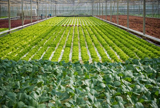 cultivation of lettuce and cabbage in a greenhouse in the netherlands