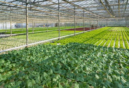 cultivation of vegetables in a greenhouse in the netherlands