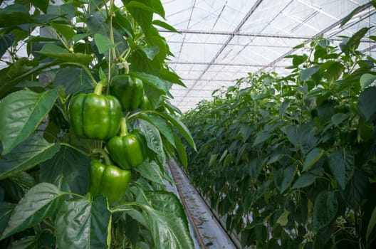 cultivation of green bell peppers in a commercial greenhouse in the netherlands