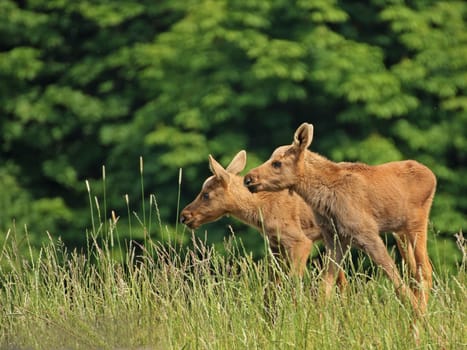 11-day-old moose twins