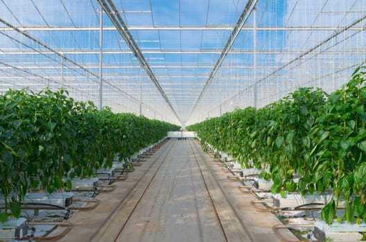 cultivation of green bell peppers in a commercial greenhouse in the netherlands