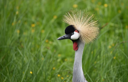 Grey crown crane