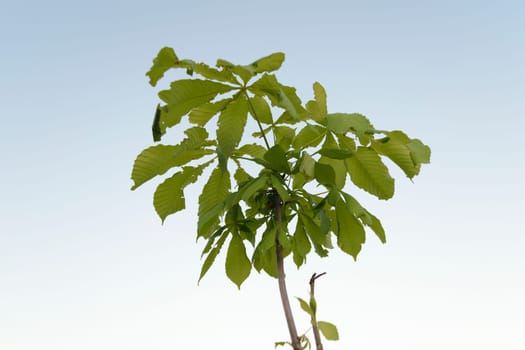 The upper part of the crown of the young chestnut tree (the chestnut) on a clear blue cloudless sky. Summer.