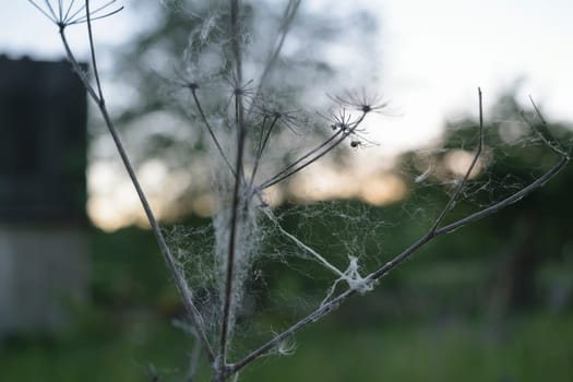 Spider weaves web on a flower on the background of sunset in the countryside.