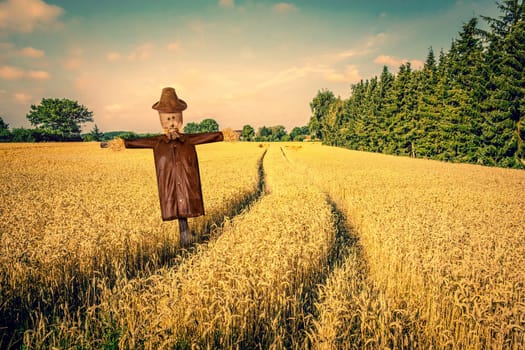 Scarecrow in a countryside landscape with golden fields