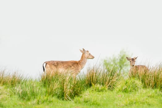 Two deers on a green field in the springtime