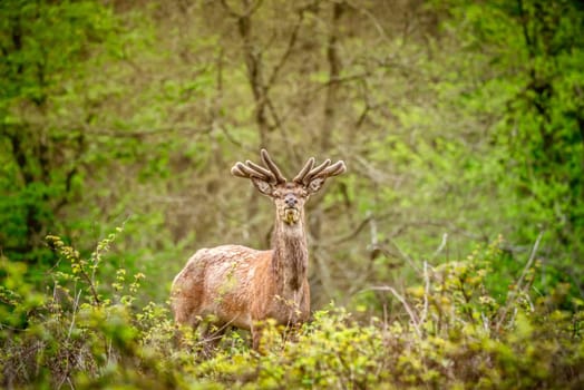 Deer with antlers in a green forest