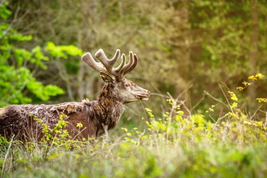 Deer with antlers on a green meadow