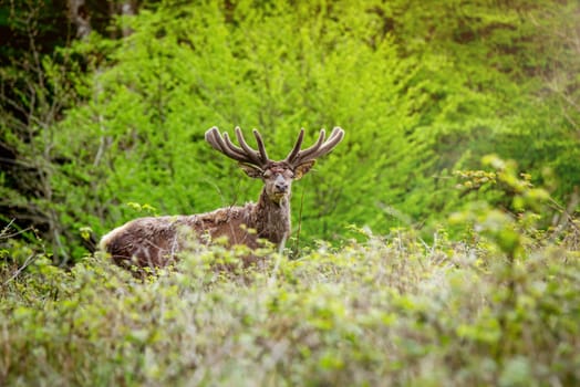 Deer in a forest in the morning