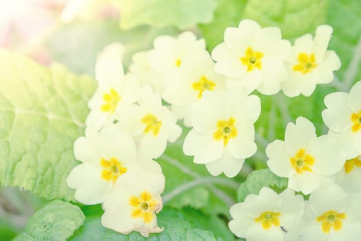 Bright white flowers on a mint green background