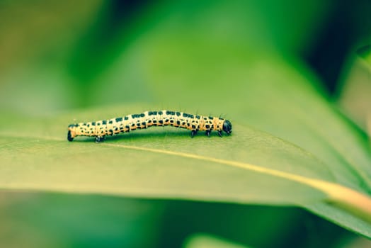 Erannis defoliaria caterpillar on a green leaf
