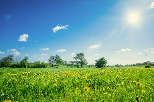 Colorful landscape with dandelion flowers on a field