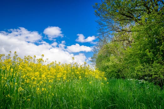 Yellow canola flowers on a green meadow