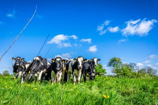 Cattle grazing on a green field in the summertime