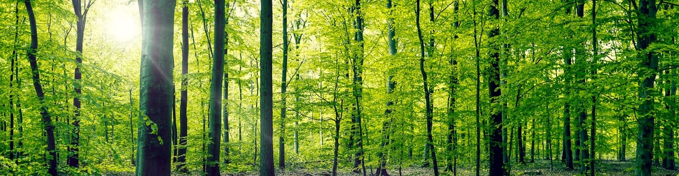 Panorama landscape of a beech forest in the springtime