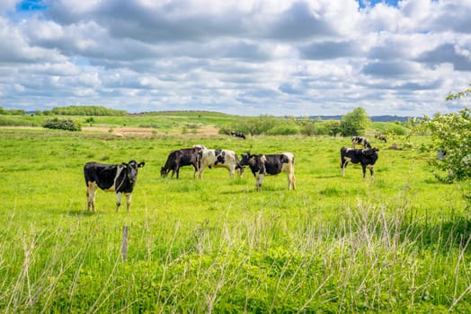 Black and white cows in a summer scenery