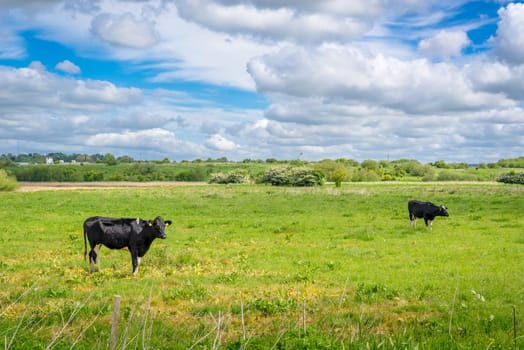 Two cows grazing on a green field in the summertime