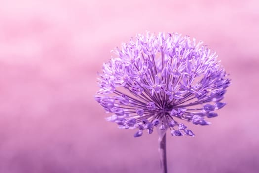 Close-up of a Allium Giganteum flower in violet colors