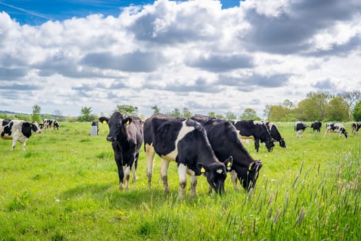 Holstein-Frieser cows on a green meadow in the summertime