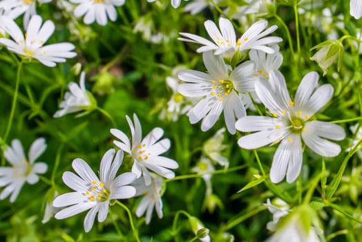 White wildflowers in a green garden