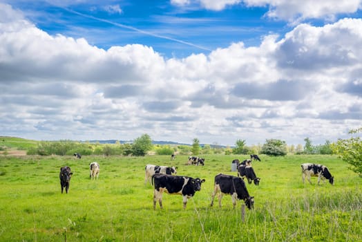 Holstein-Frieser cows on a green field in the summer