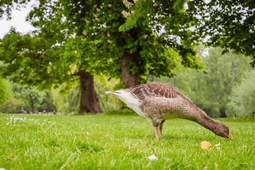Young goose looking for food in a park