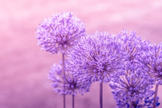 Close-up of a Allium Giganteum flower in pink colors