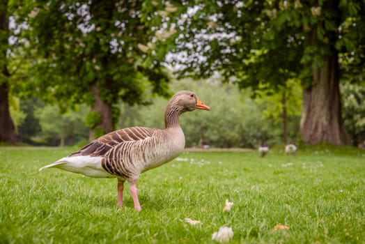 Goose in a green park at a summertime