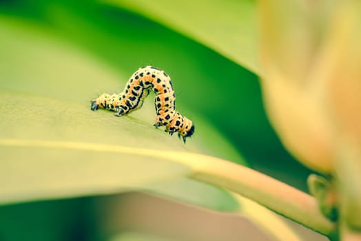 Erannis defoliaria caterpillar in the garden